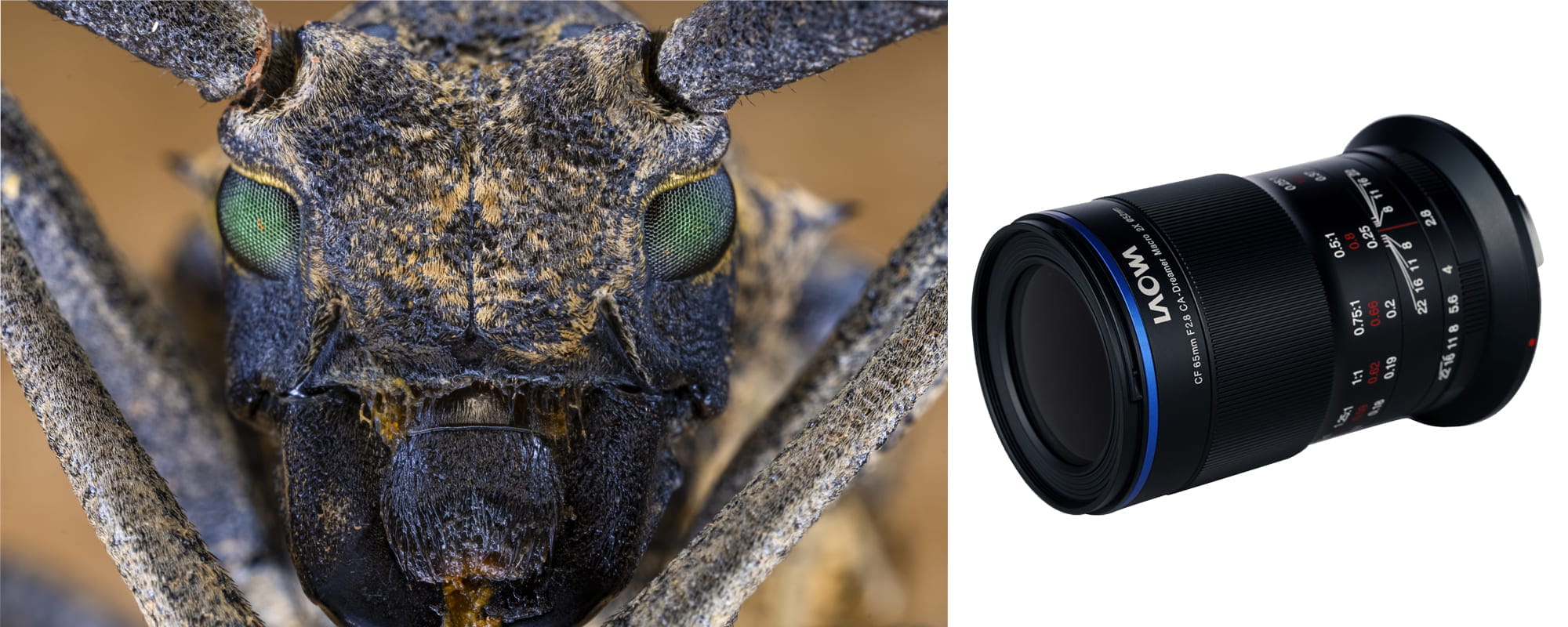 obiektyw venus optics laowa 65 mm f/2.8 2x ultra macro apo canon rf