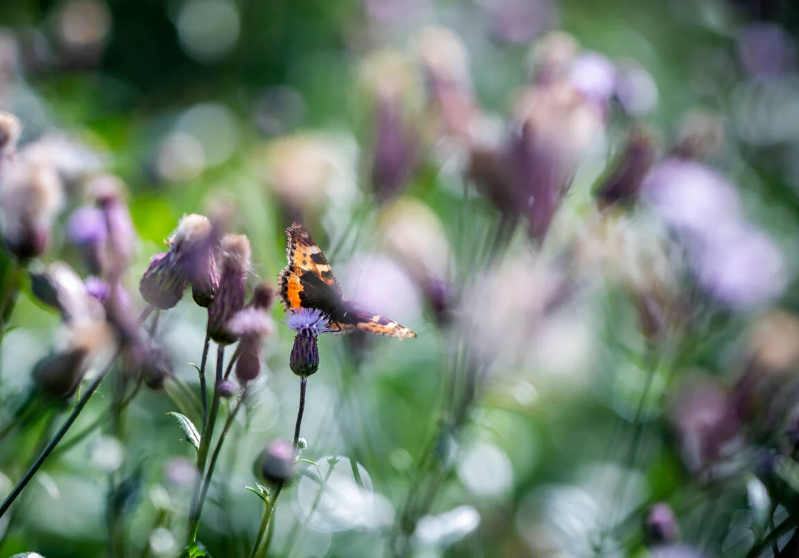 nikkor z 135mm f/1.8 s plena