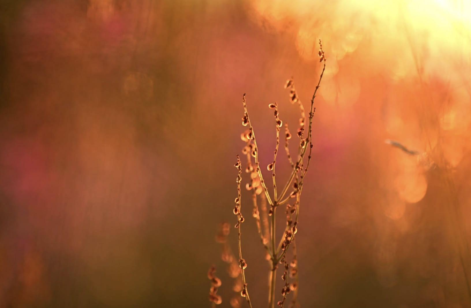 nikkor z 135mm f/1.8 s plena