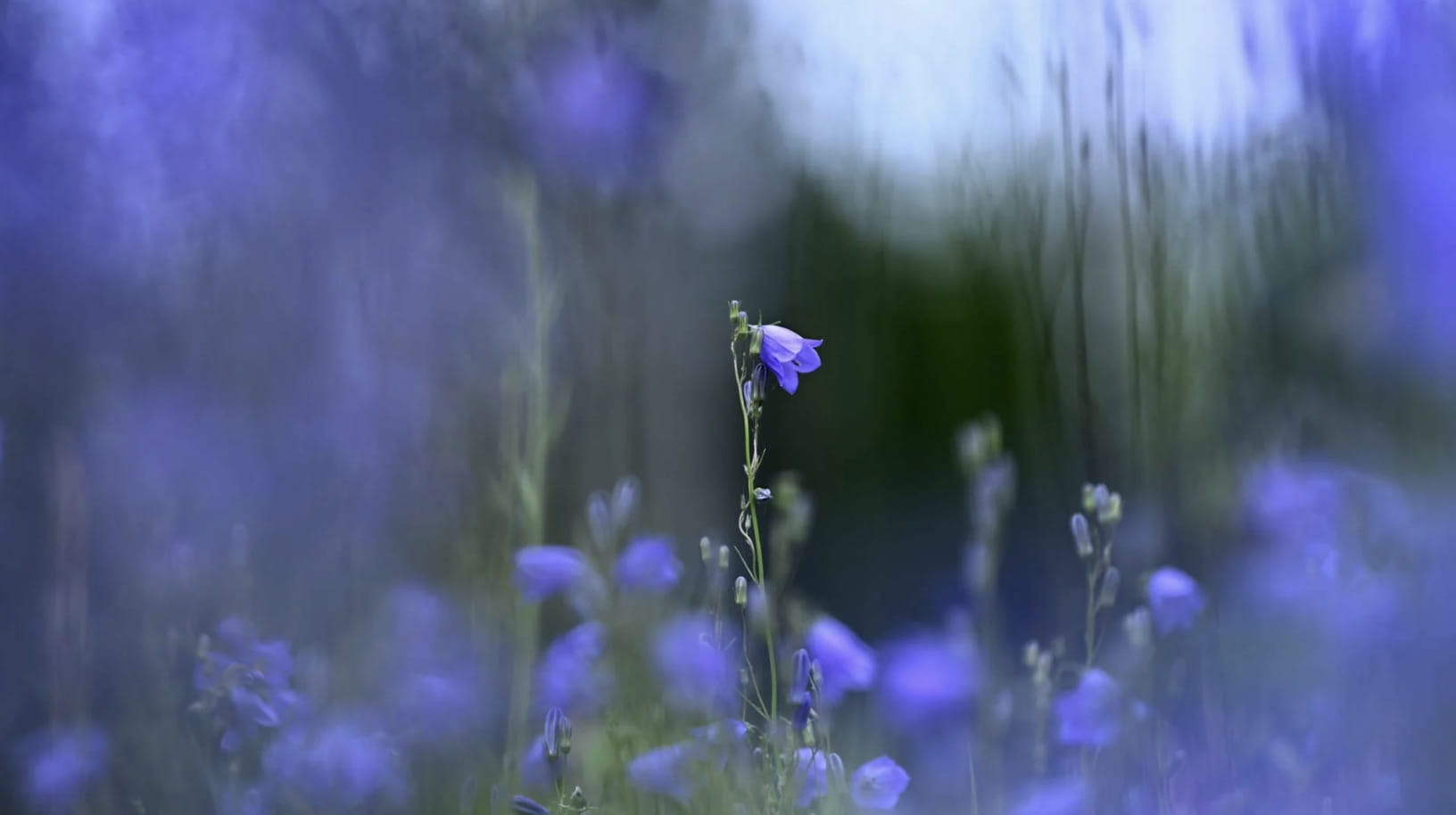 obiektyw nikon nikkor z 135mm f/1.8 s plena