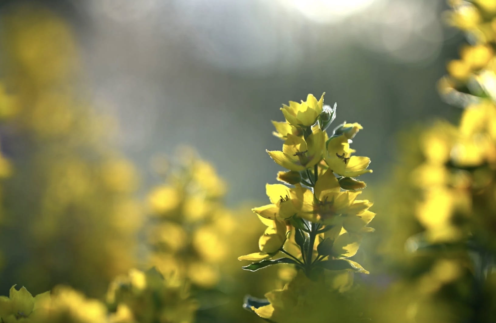 obiektyw nikon nikkor z 135mm f/1.8 s plena