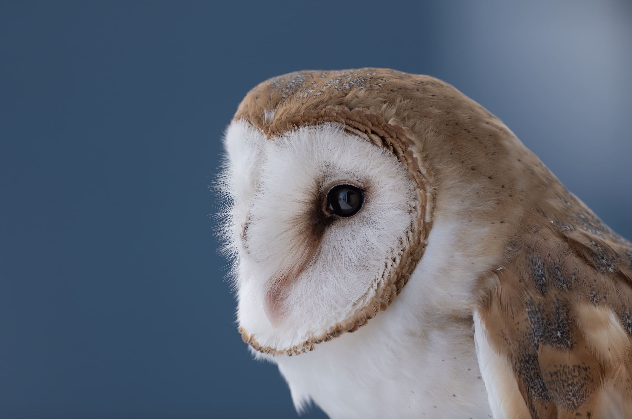 sigma 500mm f5.6 dg dn os sports