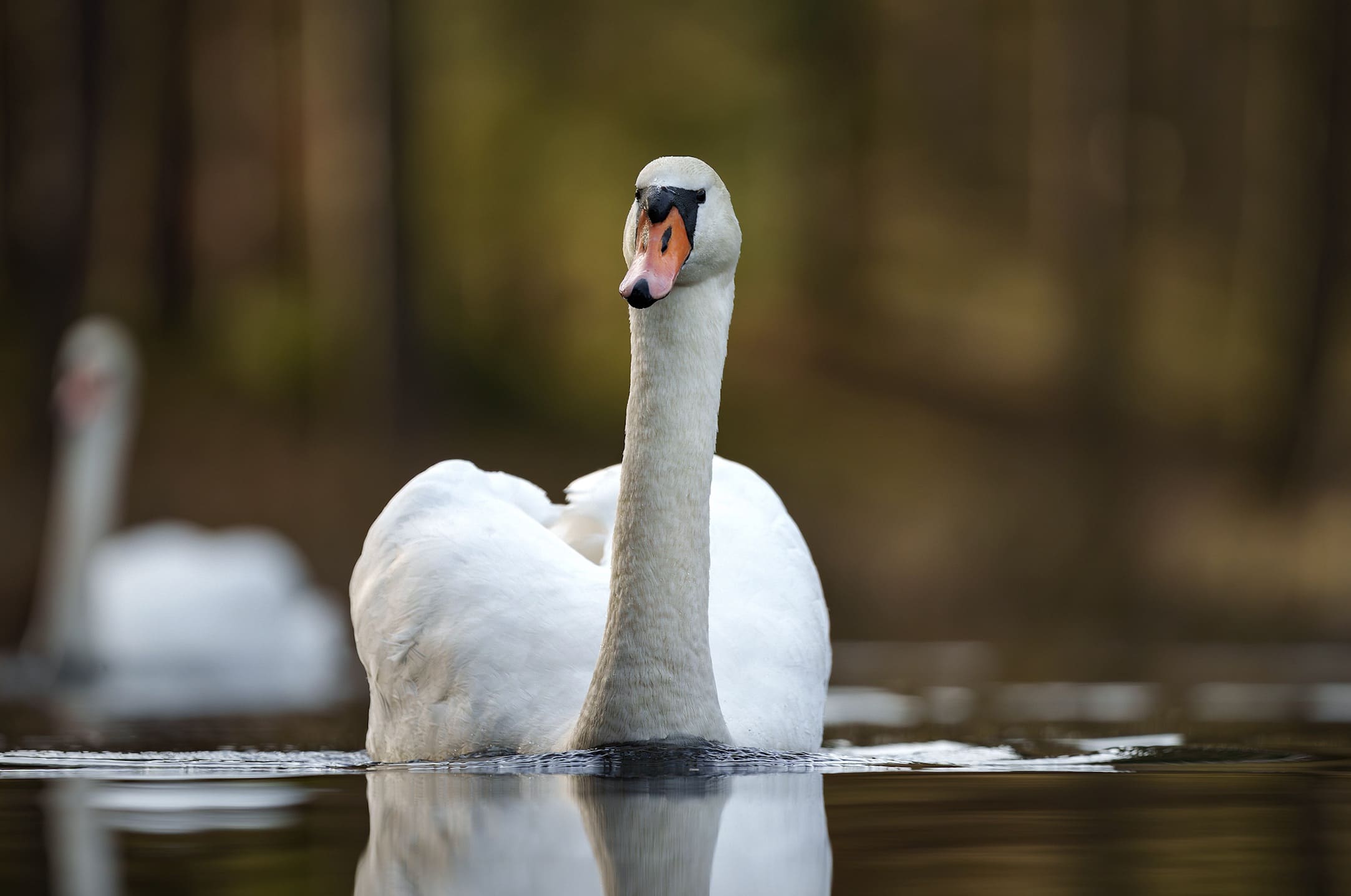 obiektyw sigma 500mm f5.6 dg dn os sports