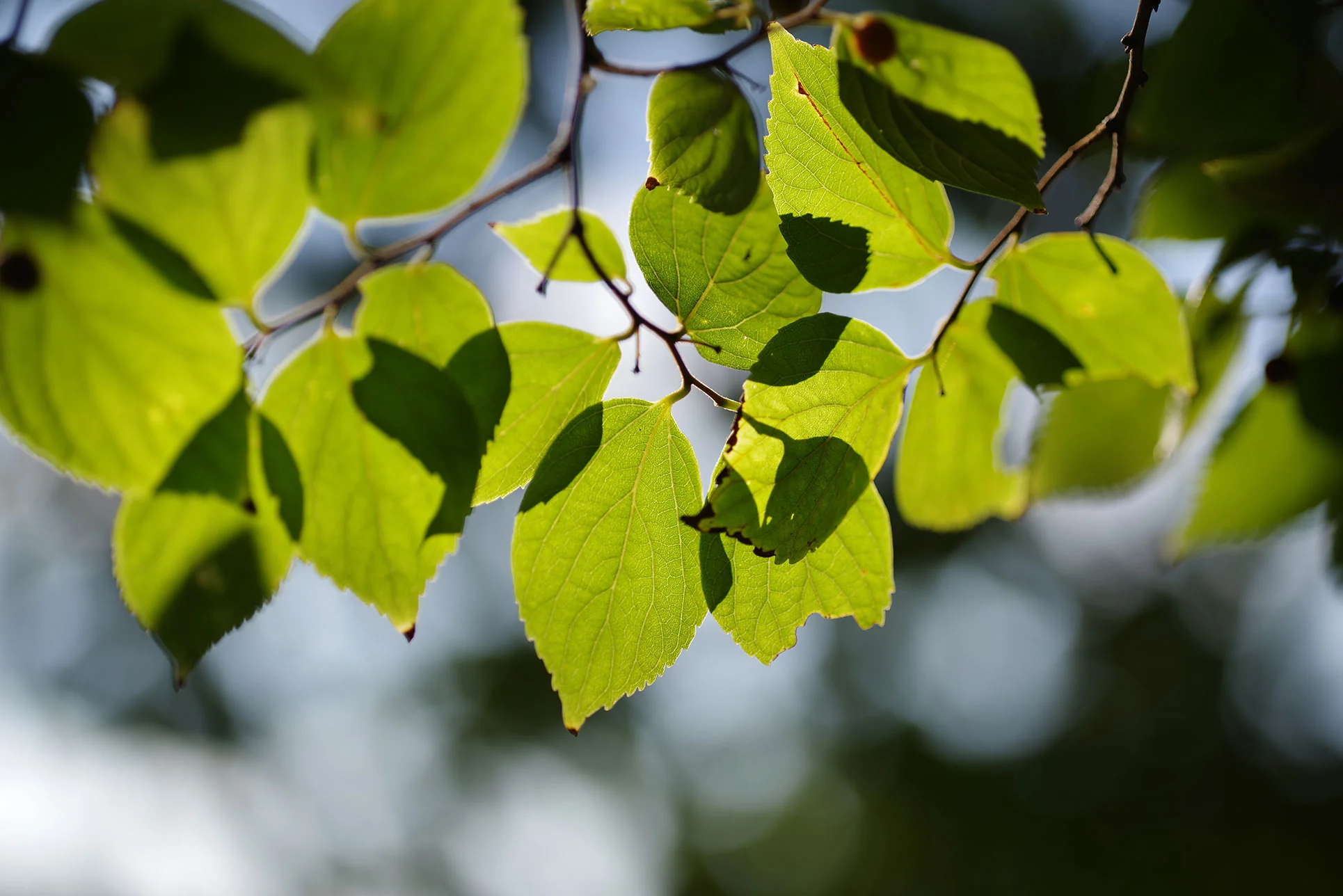 100mm f/2.8