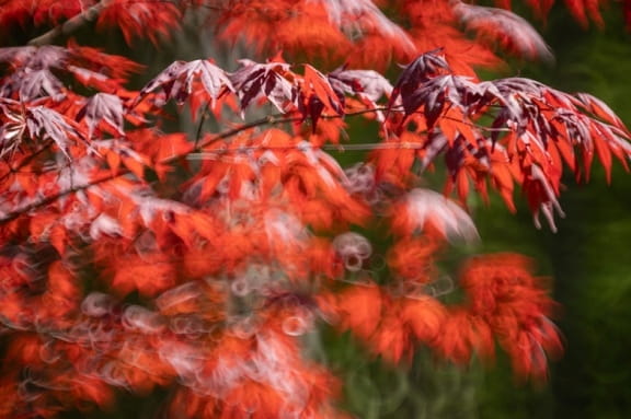 ttartisan 250mm f5.6 reflex m42 donut bokeh