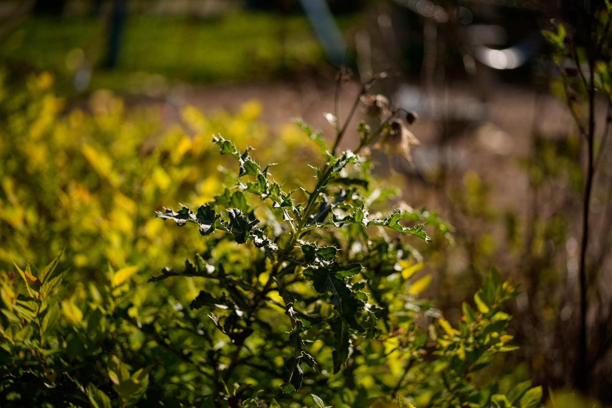 50 mm f3.5