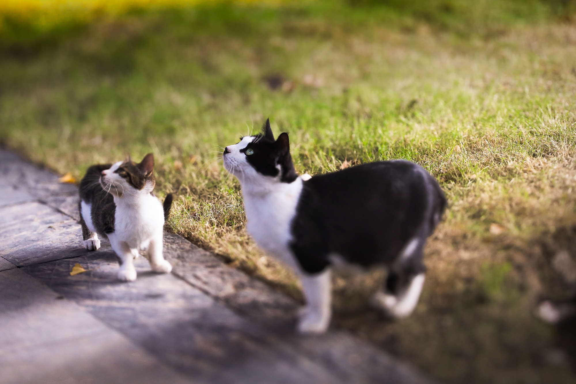 Laowa 100 mm f/2,8 Tilt-Shift 1x Macro