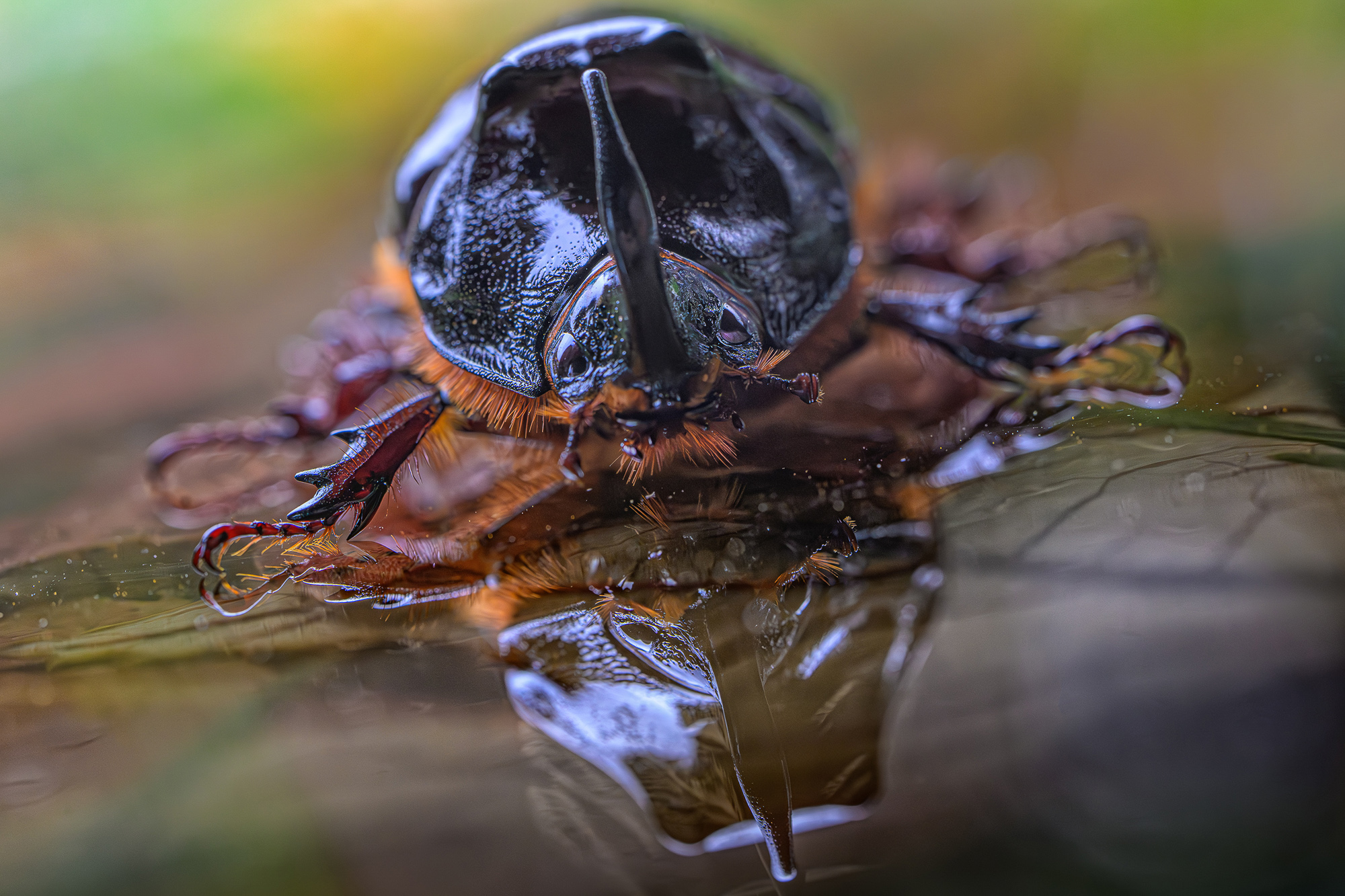 Laowa 100 mm f/2,8 Tilt-Shift 1x Macro