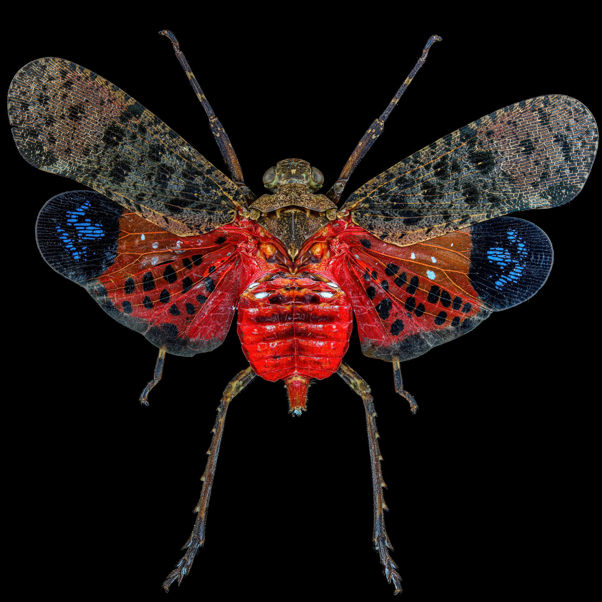 Laowa 55mm f/2,8 Tilt-Shift 1x Macro