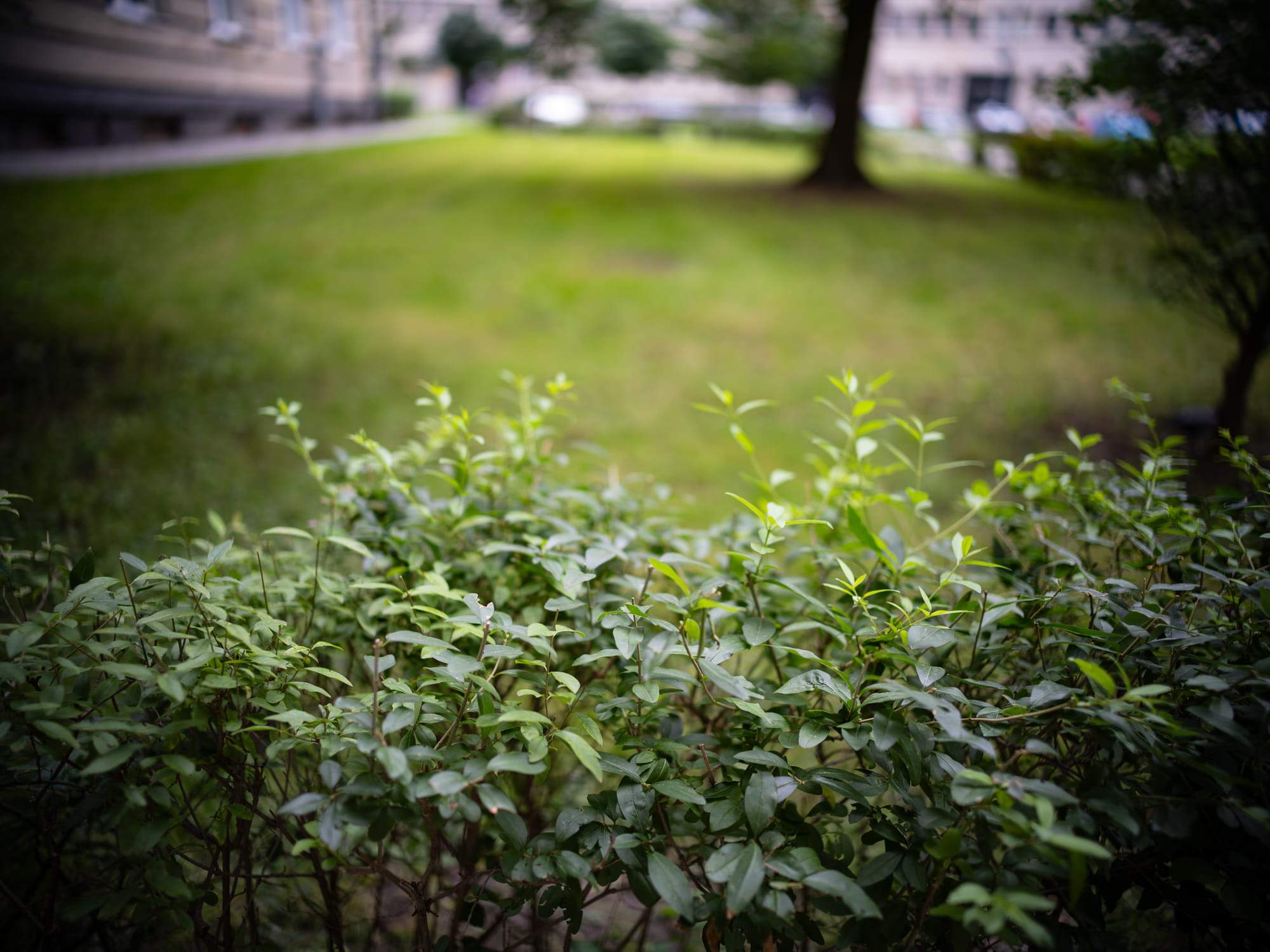 voigtlander 35mm f/1.2