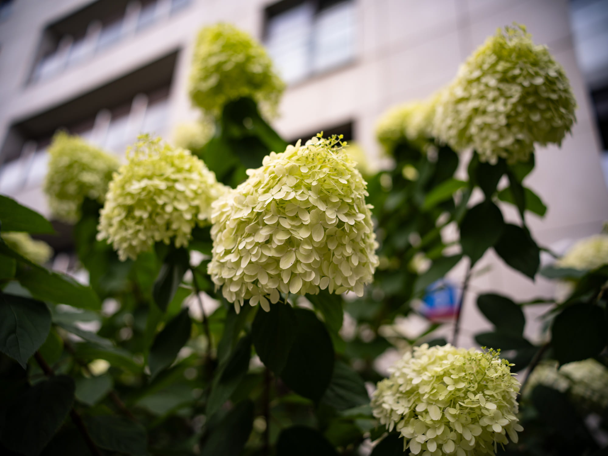35 1.2 leica m