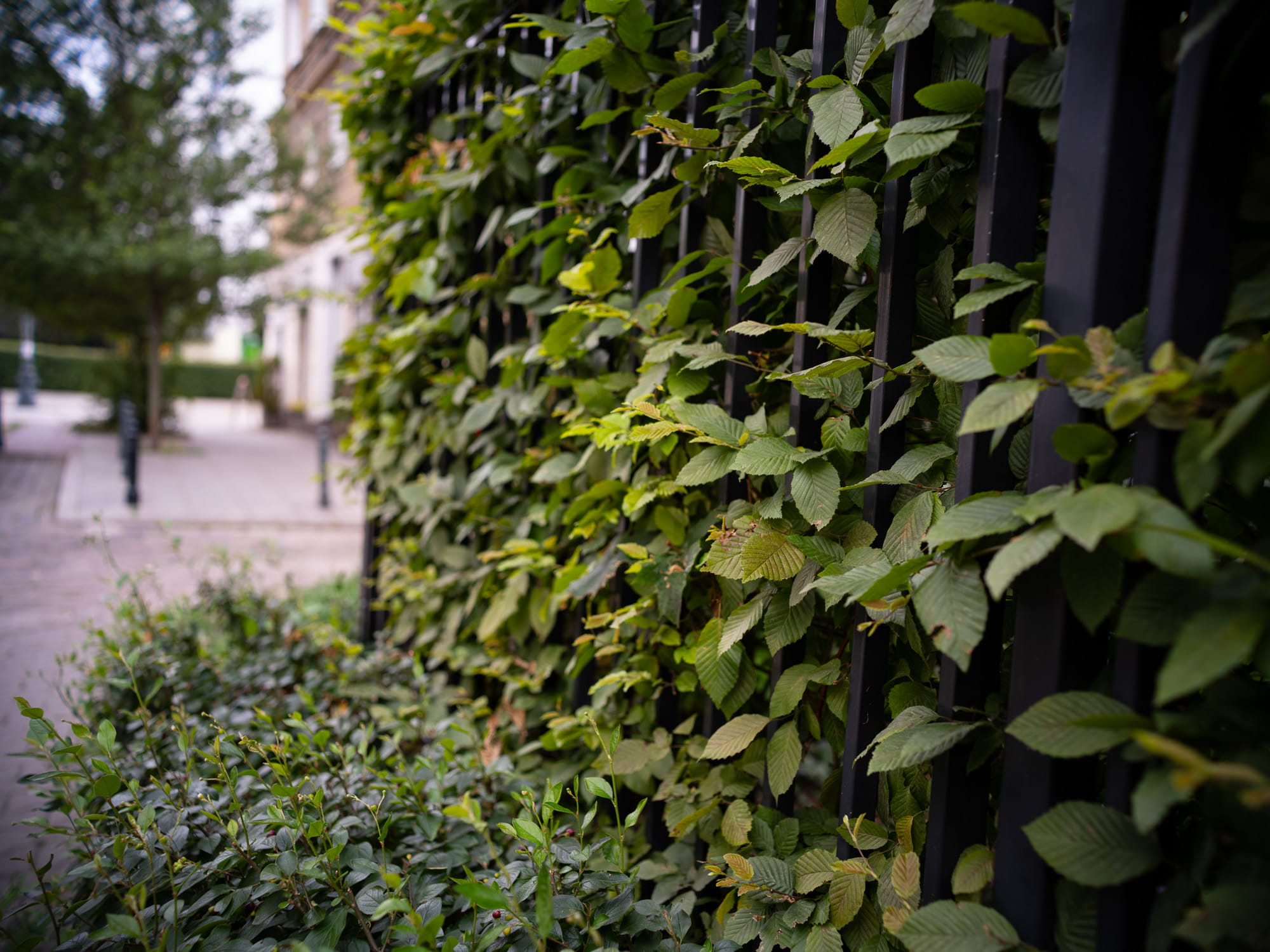 obiektyw voigtlander nokton iv 35mm f/1.2 leica m