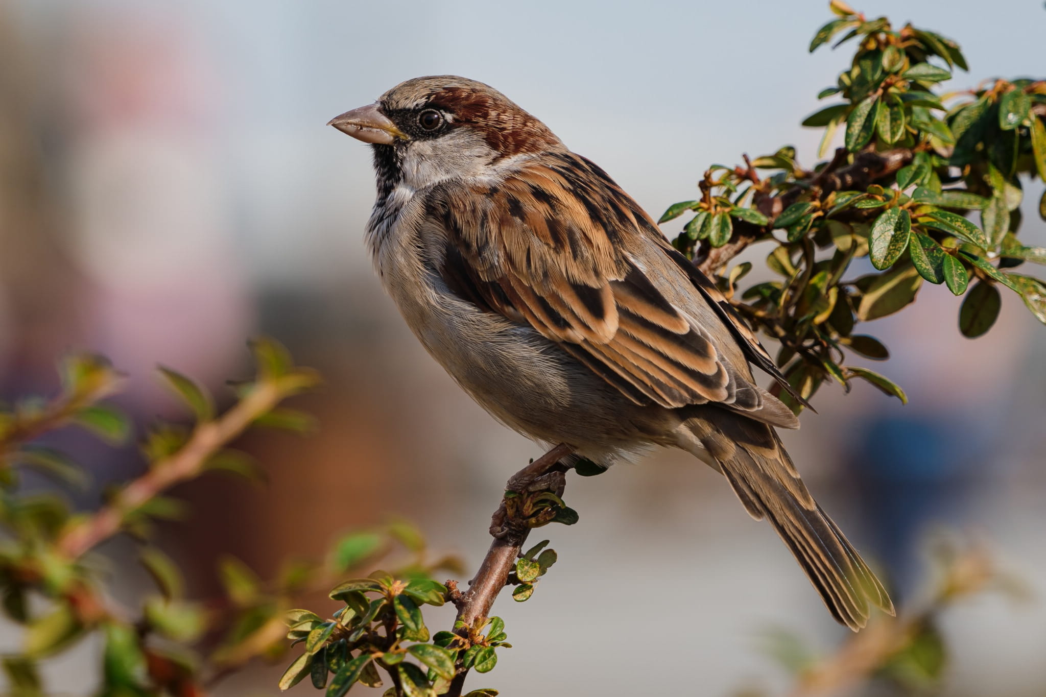 sigma 20-200mm f3.5-6.3