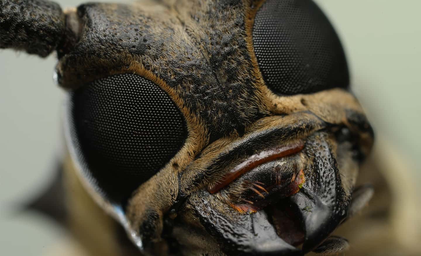 sony fe 100mm f/2.8 macro gm oss - sel100m28gm