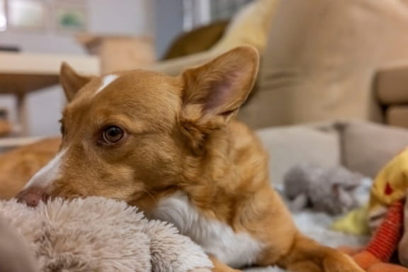 obiektyw 40mm z mocowaniem l-mount