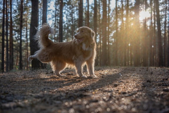 obiektyw 40 mm l-mount