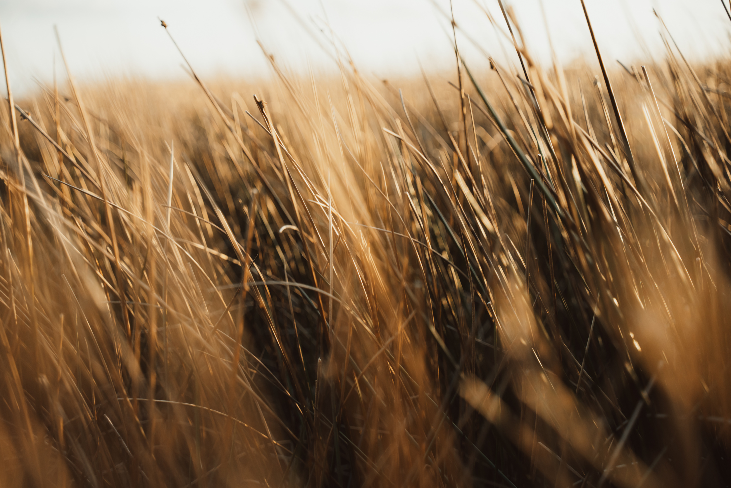 sigma 20-60mm