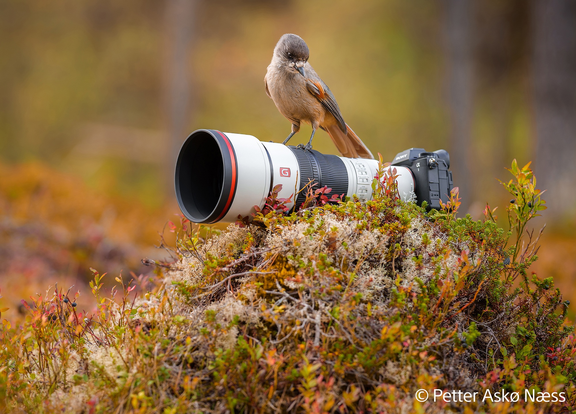Zawsze gotowy - nawet na niespodziewane | Obiektyw Sony FE 600 mm F6.3 GM OSS