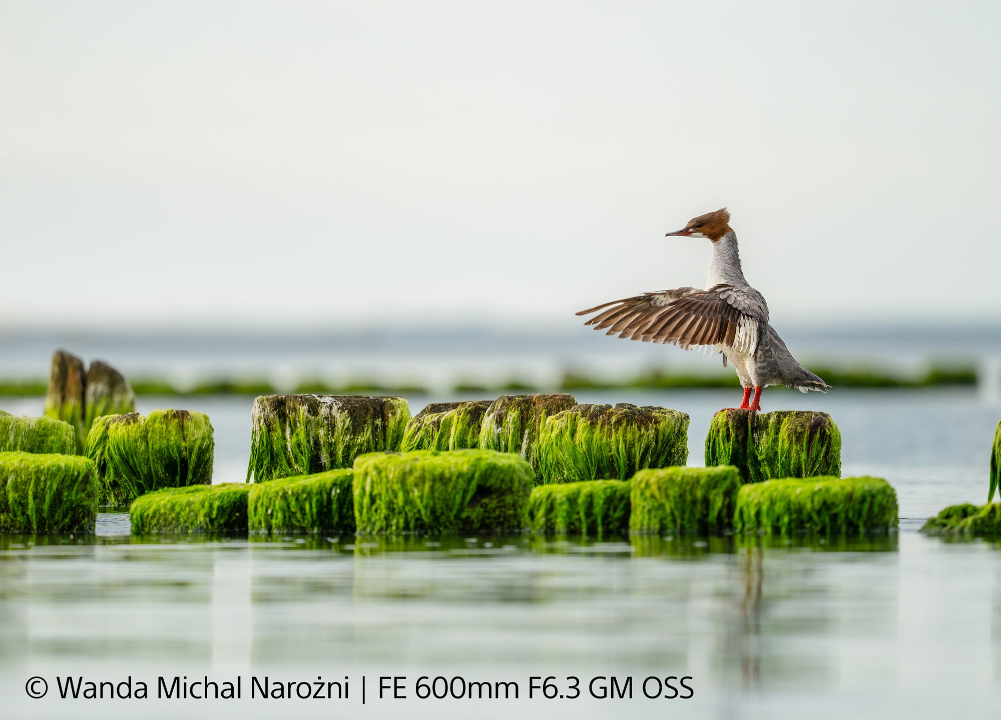 Z obiektywem FE 600 mm F6.3 GM OSS nie umknie CI żadna chwila