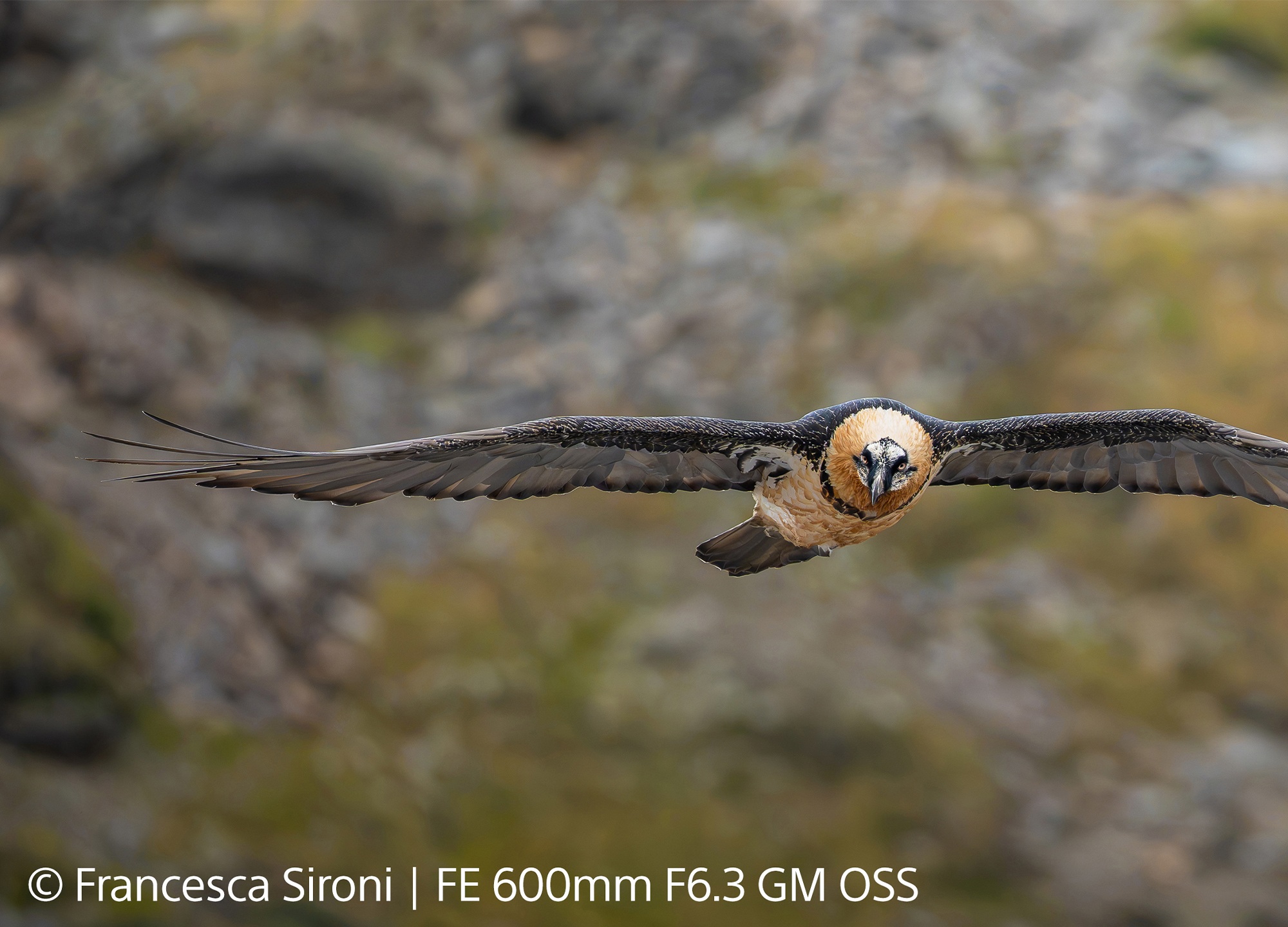 Obiektyw Sony FE 600 mm F6.3 GM OSS Dostrzeż to, co poza zasięgiem wzroku