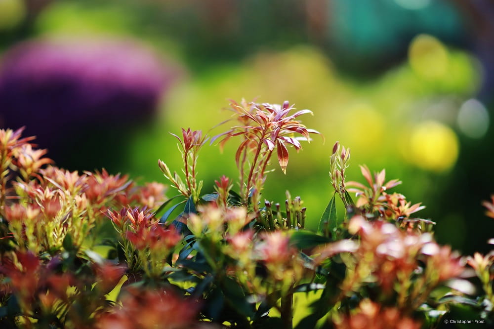 Samyang MF 85MM F/1.4 2
