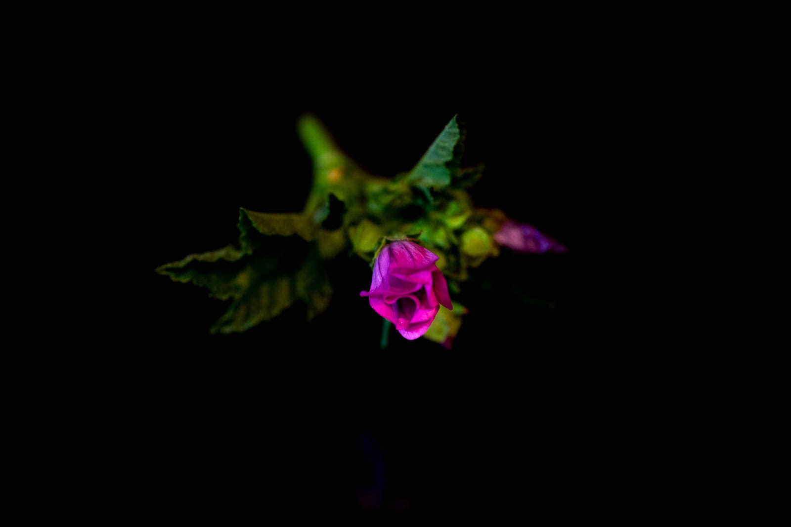 obiektyw_tokina_atx_i_100mm_f2.8_ff_macro_nikon_04
