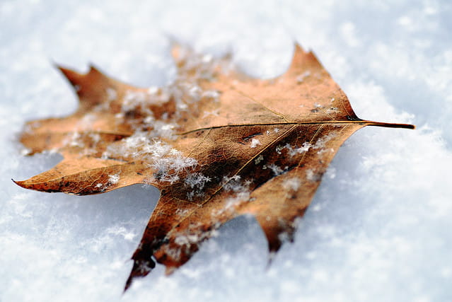obiektyw_tokina-_atx_i_100mm_f2.8_ff_macro_canon_05