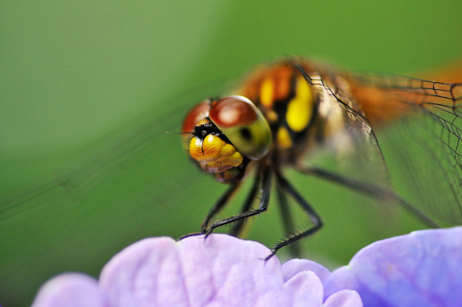 obiektyw_tokina_at_x_m100_f2.8_pro_d_macro_fx_nikon_02