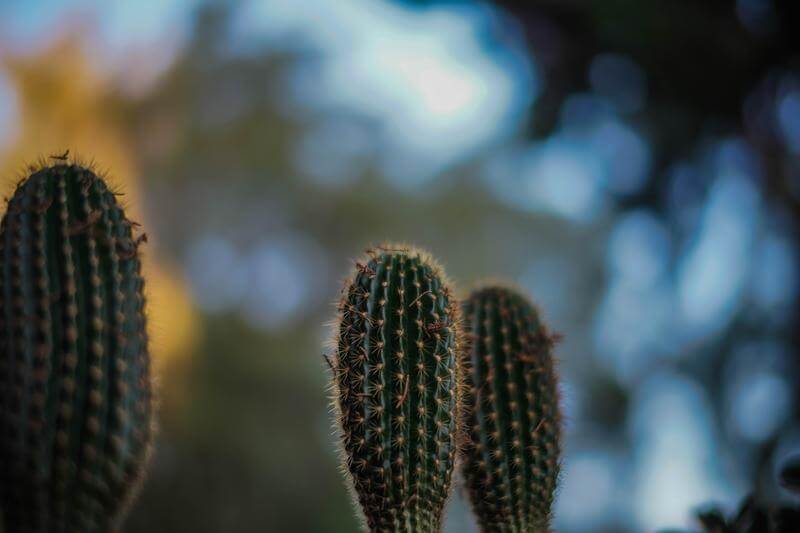 obiektyw_ttartisan_50mm_f0.95_leica_m_06