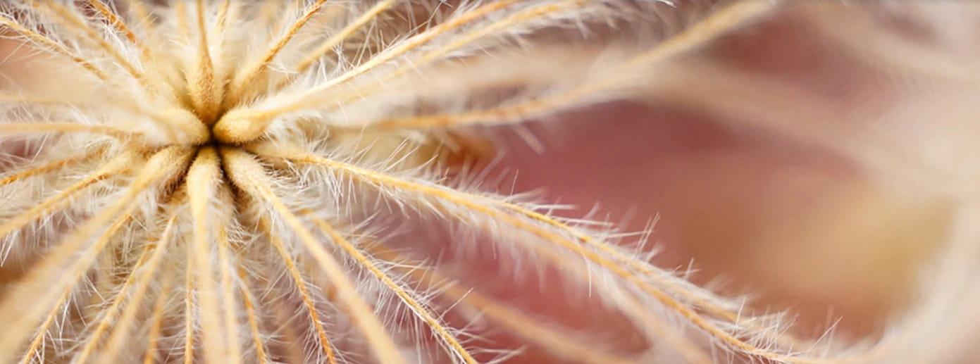 Sony E 30 mm F3.5 Macro