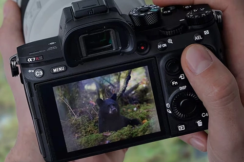 Czy Sony A7R IIIa sprawdzi się w fotografii przyrodniczej?