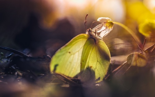 Lampy błyskowe do makrofotografii - rodzaje